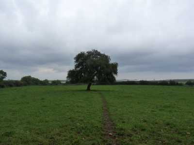 La incontriamo che svetta, solitaria e algida, al centro dell�aia di �masseria La Rena�. Delle querce presenti nel libro � l�unica sempreverde